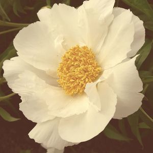 Meet your Posher, Dianne